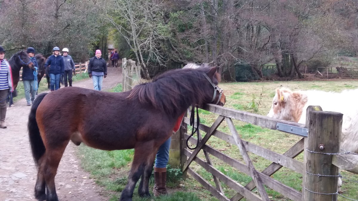 ButterfieldDru's tweet photo. #dartmoorponyheritagetrust Adopt Charlie for #Christmas #cow #friendsgiving https://t.co/2BuWrzazzy