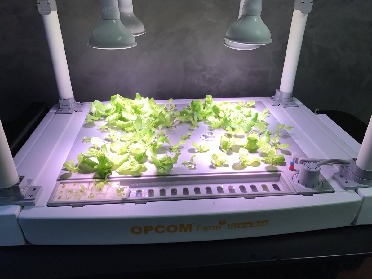 Globalwrx's tweet photo. Day 31: explosive growth of our lettuce garden over the long weekend!
(GrowBox courtesy of OPCOM(r) FARM) https://t.co/QTz7FeN9IU