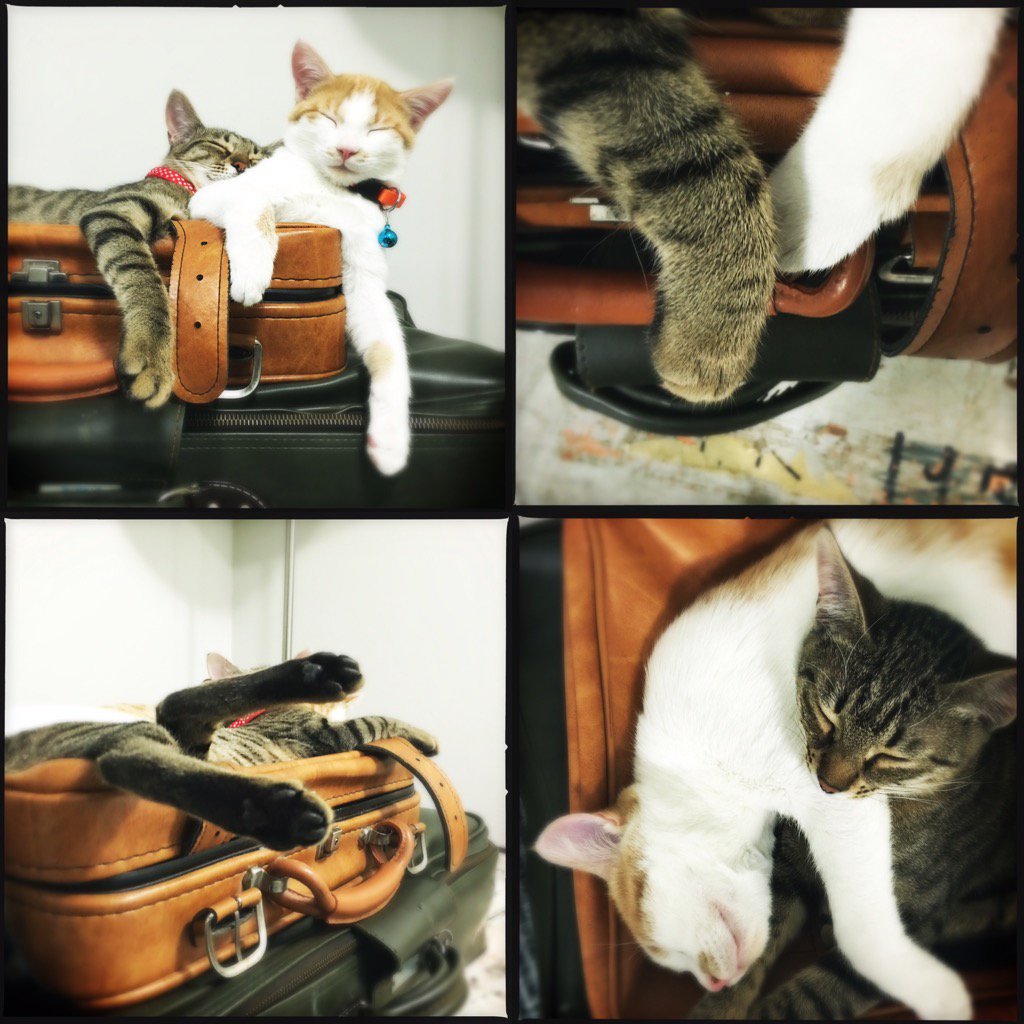 ShirinLaghai's tweet photo. The Cuddle Kittens doing what cuddle kittens do best... #cuddlekittens #furbabies -#theyreallpugsinside https://t.co/TPOqgyVIsx