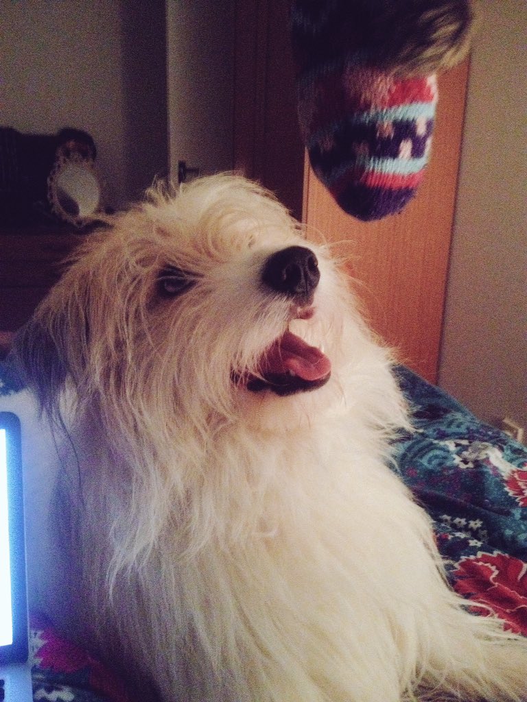 theLokiPoki's tweet photo. playing with socks....i love it!! https://t.co/GSAPvv6vph