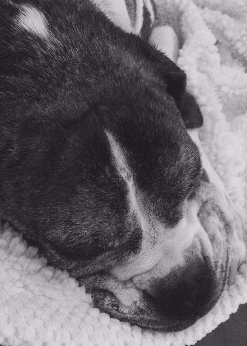 meandrocky7's tweet photo. Got my own way again sofa snuggles time! https://t.co/6T2Y7afkDq