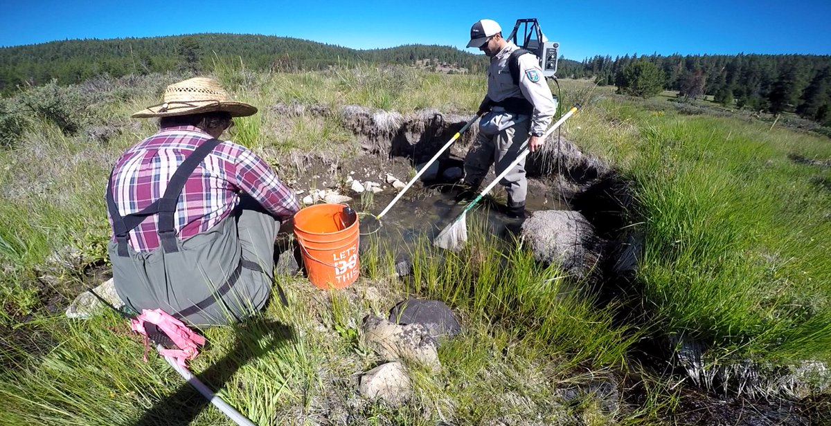 @MalheurNF working with our partner, the Confederated #Tribes of the Warm Springs. Collaborative #AquaticRestoration ow.ly/sbZK306Bfe0