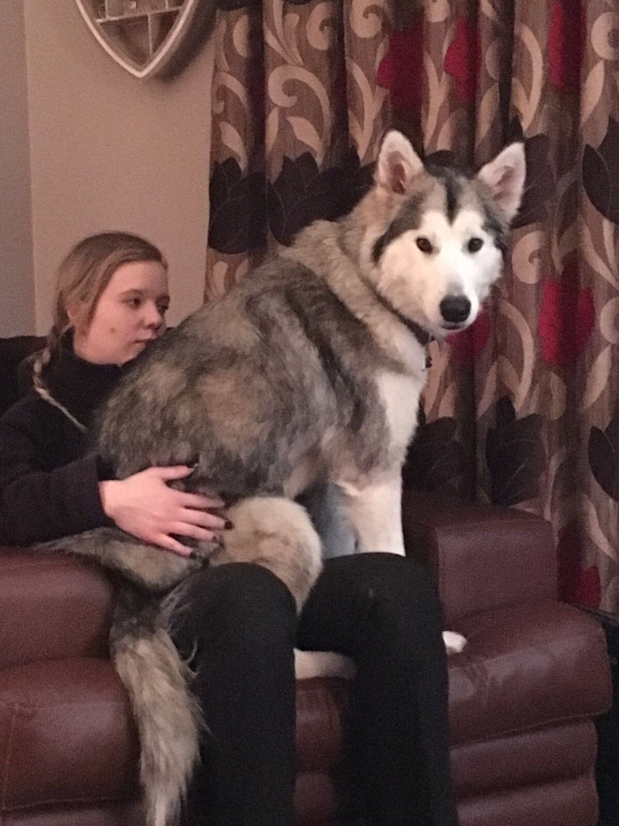 Courtney_Hopee's tweet photo. She Thinks She A Lap Dog!🐾💕#cominghomefromwork https://t.co/x0j4XTFllB