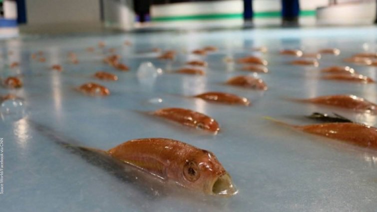 Theme park freezes 5,000 fish & sea creatures in ice rink, people are NOT happy bit.ly/2fFdNI4 https://t.co/hKrsQ3BbLe
