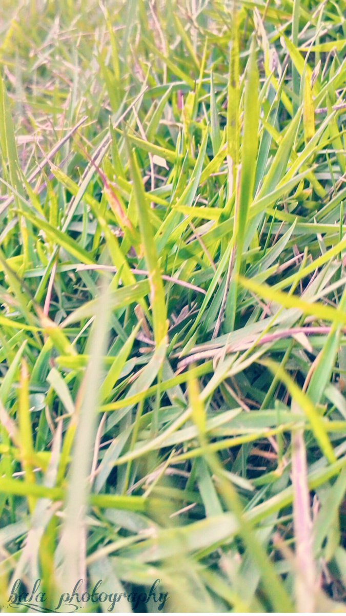 bala19v's tweet photo. #GoodMorningWorld #mobilephotography #mobileclicks #balaphotography #naturalphotography #greenary #Sunlight #grass #zenfone5 #myclicks https://t.co/pWjerFrM9D
