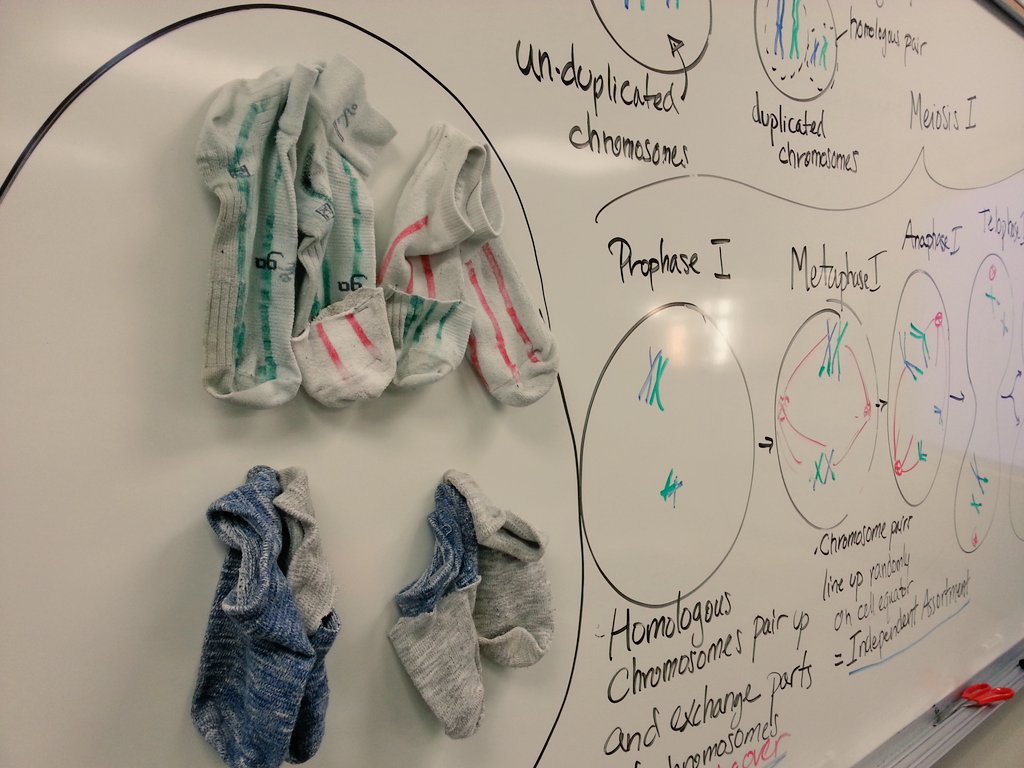 ConradCarriere's tweet photo. Anything is a teaching tool with a little imagination! Today in @SD63Stellys science 9, socks are chromosomes https://t.co/846ySnYwNJ
