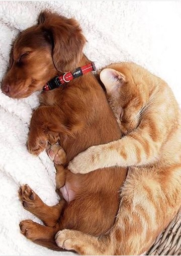 FunAnimalVideo5's tweet image. Cuddle Time! #Dogs #Puppies #BFF #Cat #Kitten #Cute #Funny #Sweet #LOL #Friends #Friendship #Love #Cute #Cuddle 
FunAnimalVideos.com