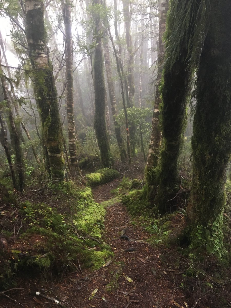 BehindBullets's tweet photo. Whanganui river, Tararuas, Wellington.  Been a few K's since I posted...I've walked over 900 miles (skipped some roads and a few sections) https://t.co/CjgDYi9wdV