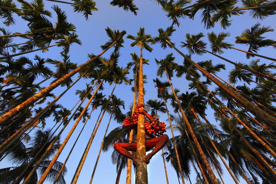 EarthShots's tweet image. Five years ago today: Betel Nut by Mahfuzul Hasan Bhuiyan earthshots.org/2011/11/betel-…