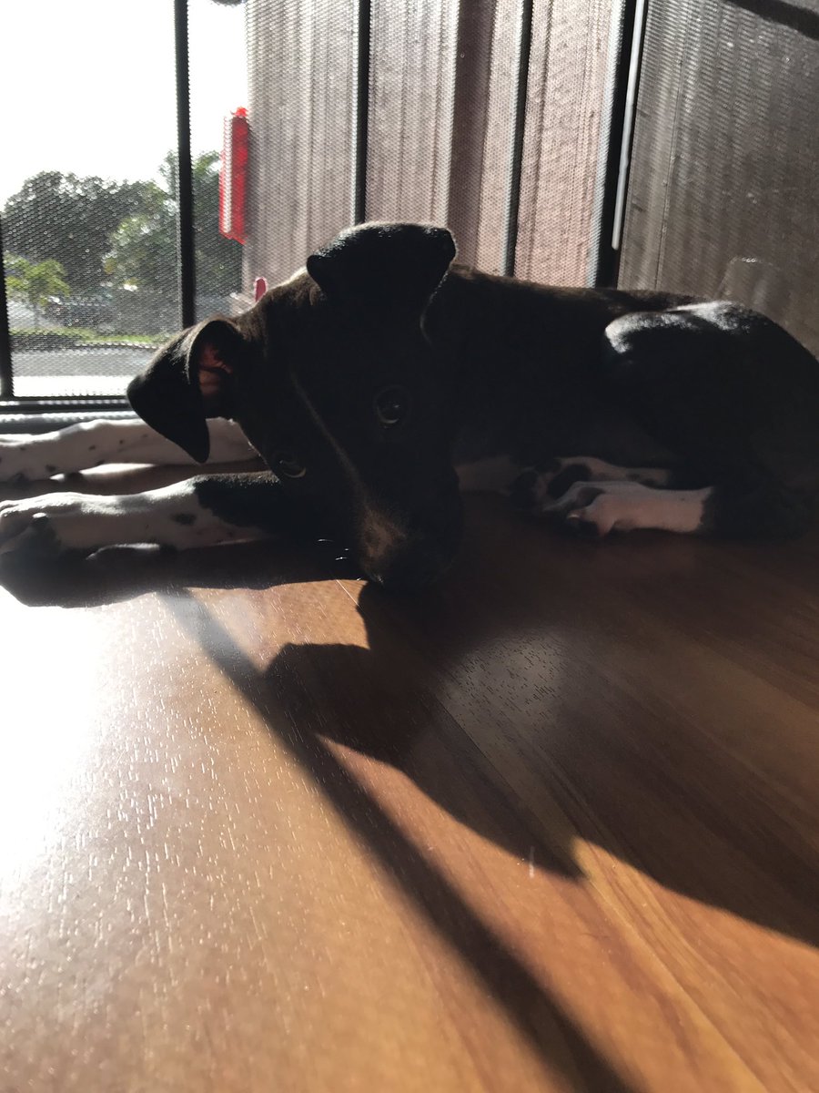 emfoyeh's tweet photo. this little gem has stolen my heart😭#princessmeli https://t.co/nxk8TYhNJo