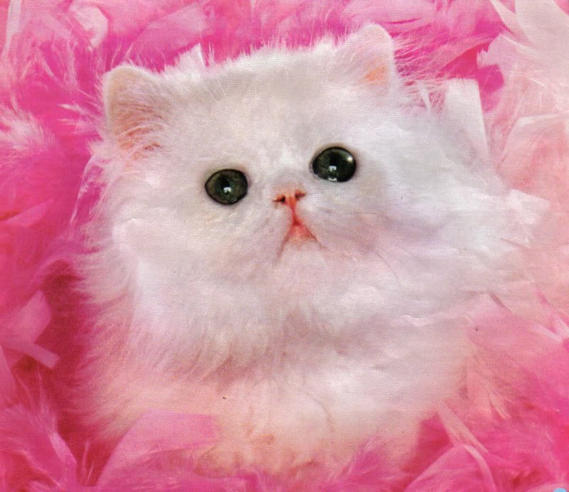 Didine02 tweet media