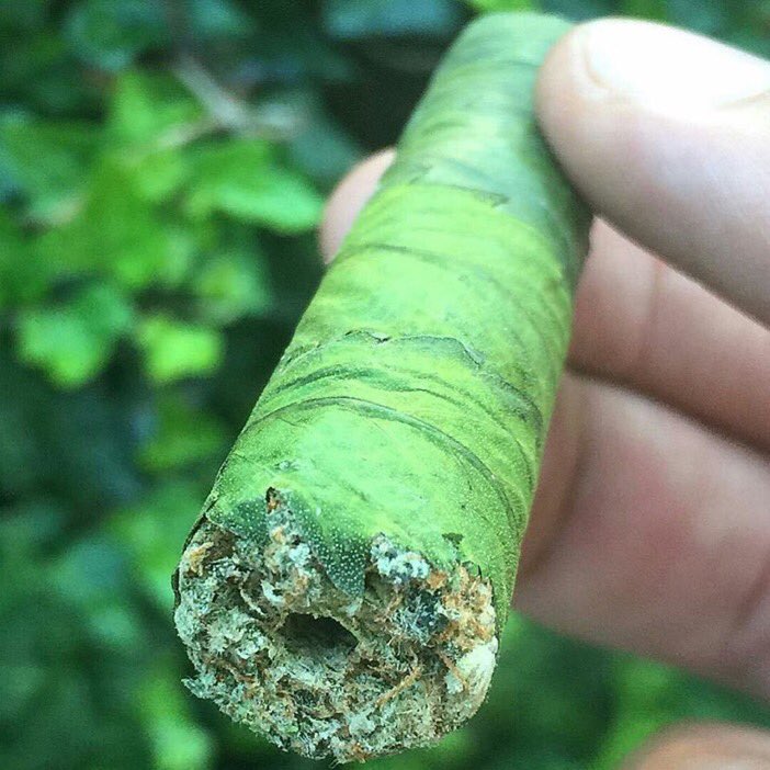MrWizKhallifa's tweet photo. Cannagars are cigars made of 100% weed https://t.co/RSytOpjNO8