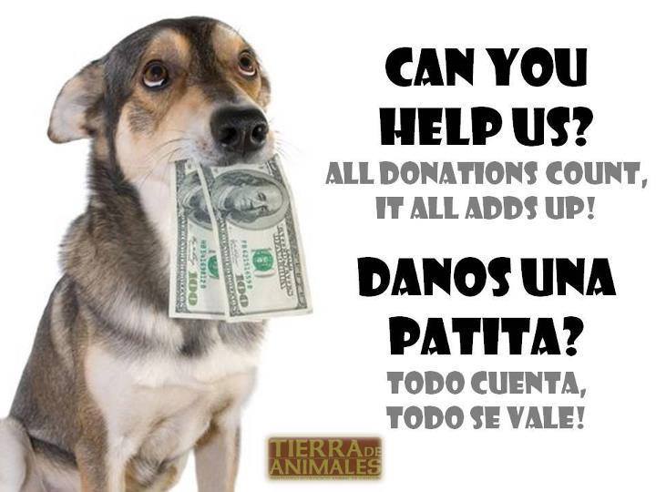 #DonateForAnimals  please help us to continue our work. We have +400 animals in the shelter #Cancun