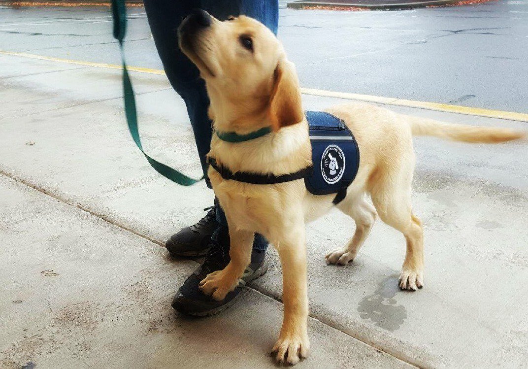 dogsbetterlives's tweet photo. Foster Pup Aria loving life! #FosterProgram #DogsfortheDeaf https://t.co/z7MpKVVhuw