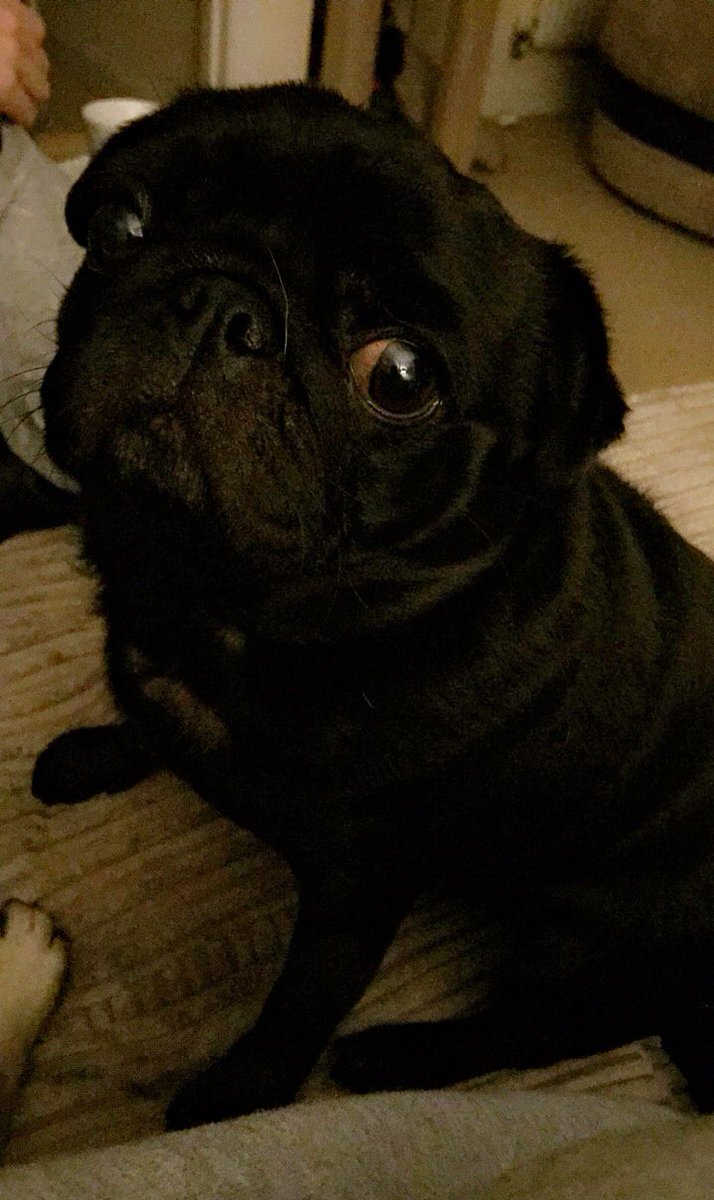 ACYear1's tweet photo. When you've done something wrong and you're trying to play it cool #WhatHasSheDone #Rascal #Puglife https://t.co/JhNiXqFyh3
