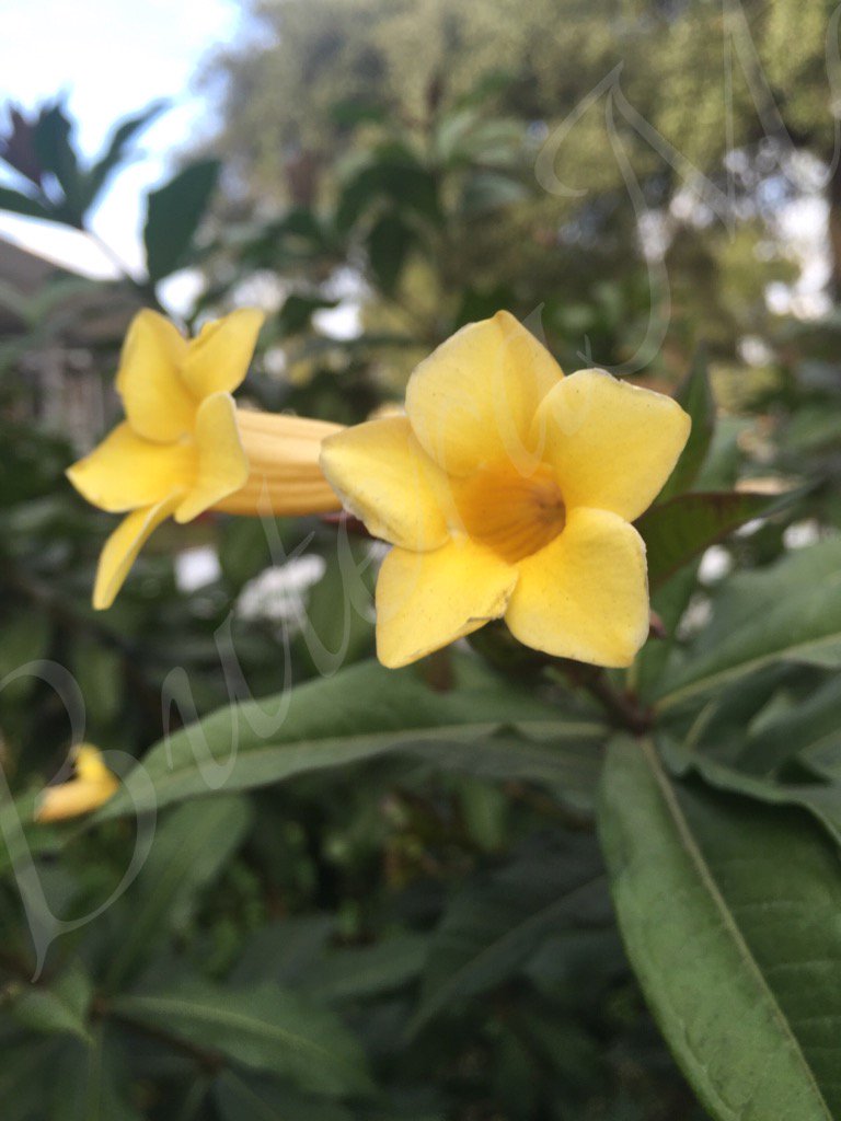 juliebutera's tweet photo. #Allemanda #flowers #plants #photography #nature #Louisiana https://t.co/lNWQ0Zzm4v