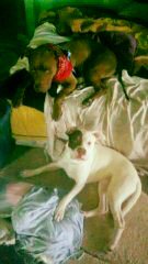 Jaydeevee72's tweet photo. Lost dogs, 2 pits, friendly. Lost 4 mi. East Iceplant/Willow Lake in McIntosh. Pls respond if seen. Ty. https://t.co/ASuoEVnGAE