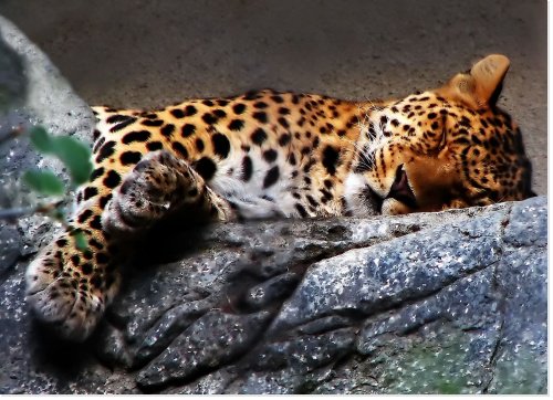 Didine02 tweet media