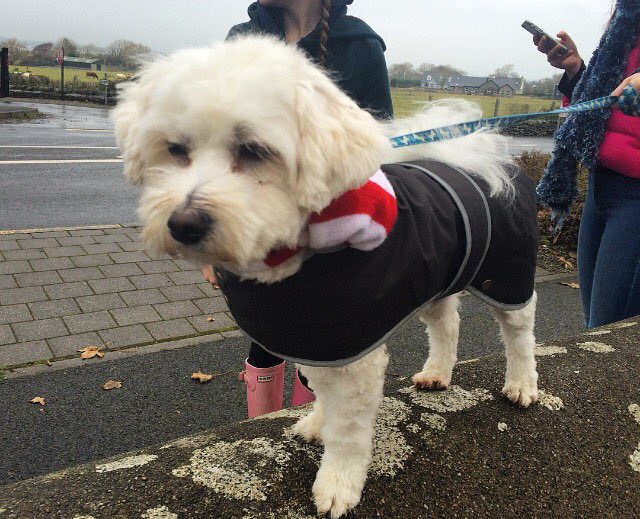 Our hostel dog Gio out for his walk with his new Wax jacket and scarf 🐾 #GioTheHostelDog <a href="/CroaghPHostel/">CroaghPatrickHostel</a>