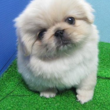 世界のワンちゃん図鑑 No Twitter ペキニーズ 中国原産の犬 かつては王宮だけで飼育されていた高貴な犬だそうです 自由気ままでマイペースな性格の子が多いそうです