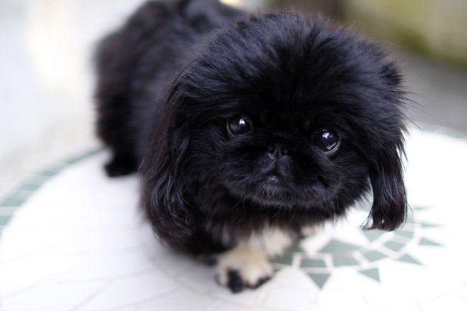 世界のワンちゃん図鑑 No Twitter ペキニーズ 中国原産の犬 かつては王宮だけで飼育されていた高貴な犬だそうです 自由気ままでマイペースな性格の子が多いそうです