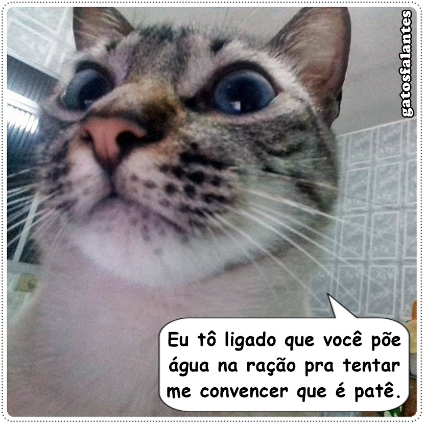gatosfalantes's tweet photo. #gatosfalantes #visitante #escube #ligado #águanaração #nãoépatê #gatos #gatoslindos #gatosfofos #amogatos #euamogatos
⠀
O Escube, https://t.co/7fFrTQoOOu
