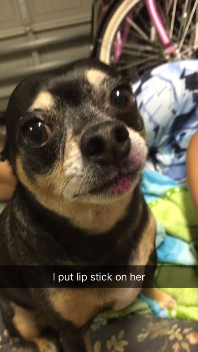 thebeanmemes tweet picture