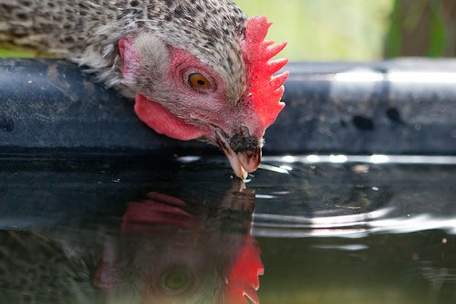 Homestead4Honey's tweet photo. This #Chicken #Waterer NEVER #Freezes https://t.co/Lhvq0aS7VO https://t.co/UwzOPEmr6P
