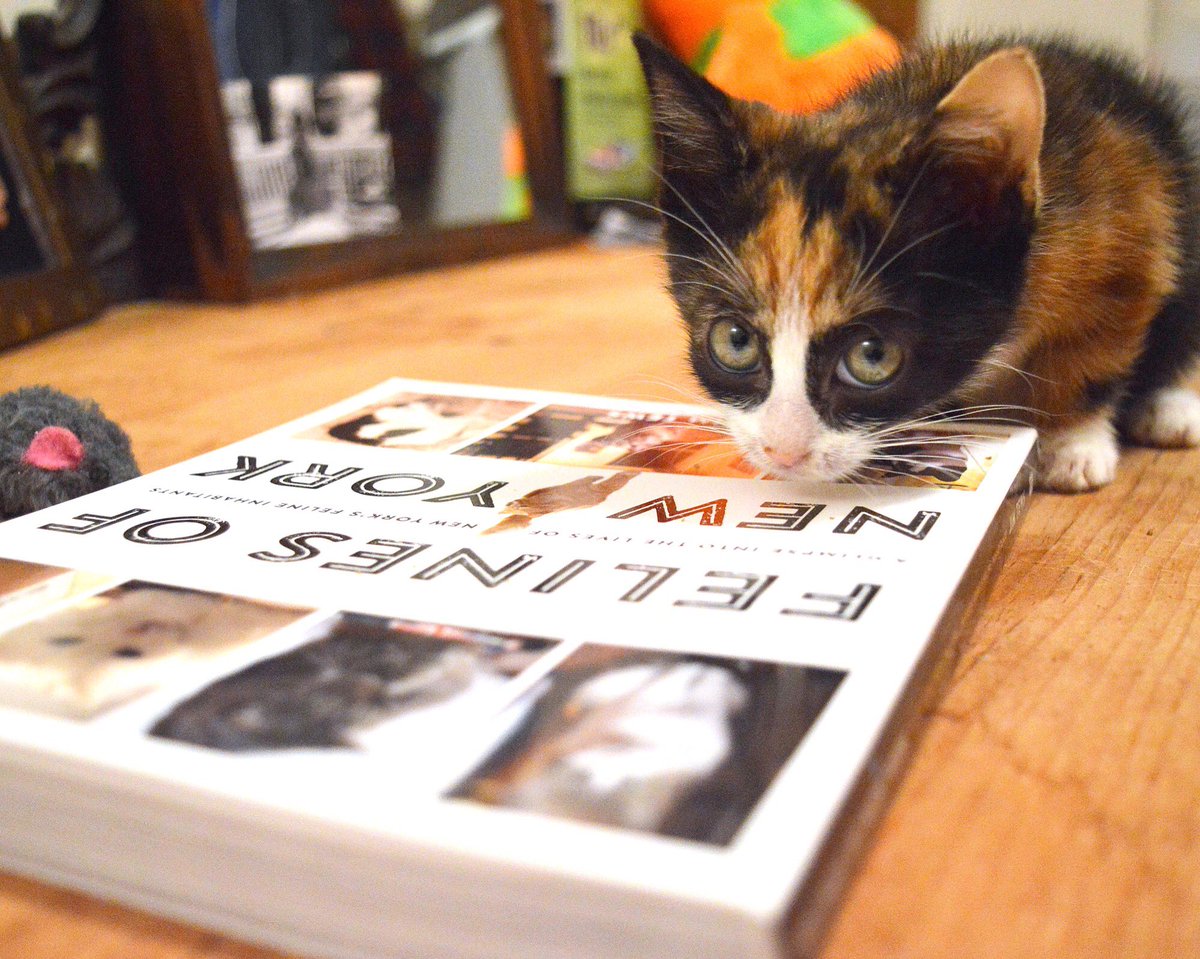 felinesofny's tweet photo. Do you own "Felines of New York" the book? Grab a copy for your bathroom or coffee table or something. https://t.co/mS5DDgPDJa https://t.co/OGSQdzoxDW