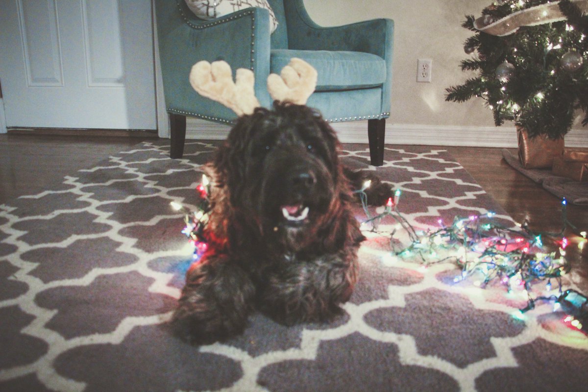 Our Beau is all ready for Christmas! He's hoping to convince Santa for a sleigh ride with Rudolph this year! #Reindeer #Puppy #Labradoodle