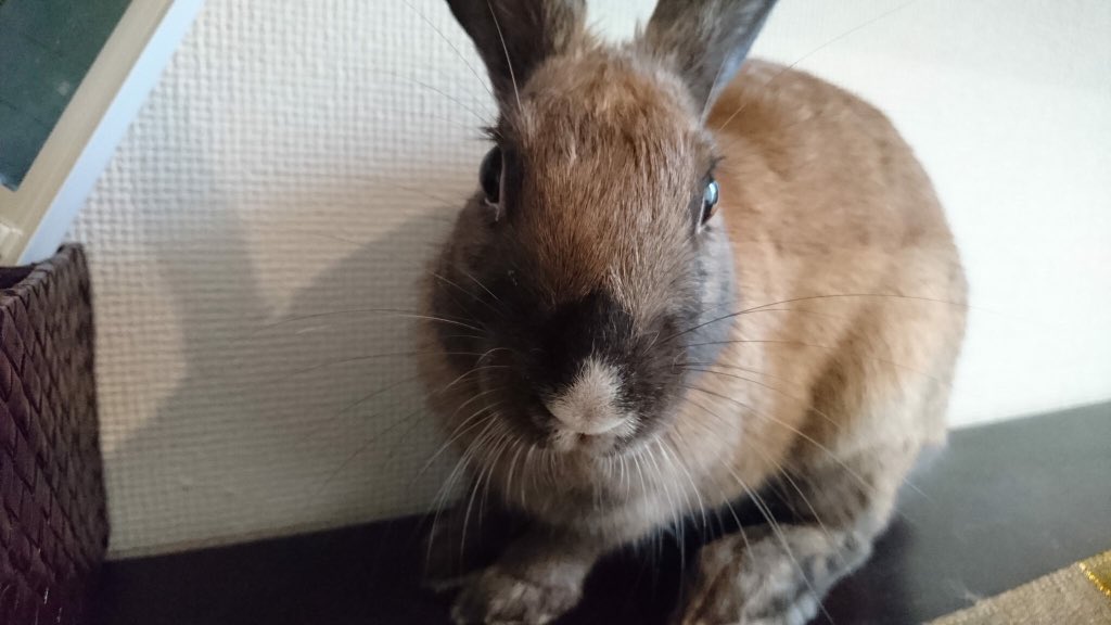 thevoice_japan's tweet photo. どアップ！
うさぎのピノ子ちゃん！ただいま、成長中〜(o^^o)野菜やチモシーが大好きです。トイレトレーニングも、最近では成功率100%！

#里親募集中 #うさぎ #rabbit #どアップ #顔 #トレーニング #ぼいす #voice https://t.co/W5WAjbeWR8