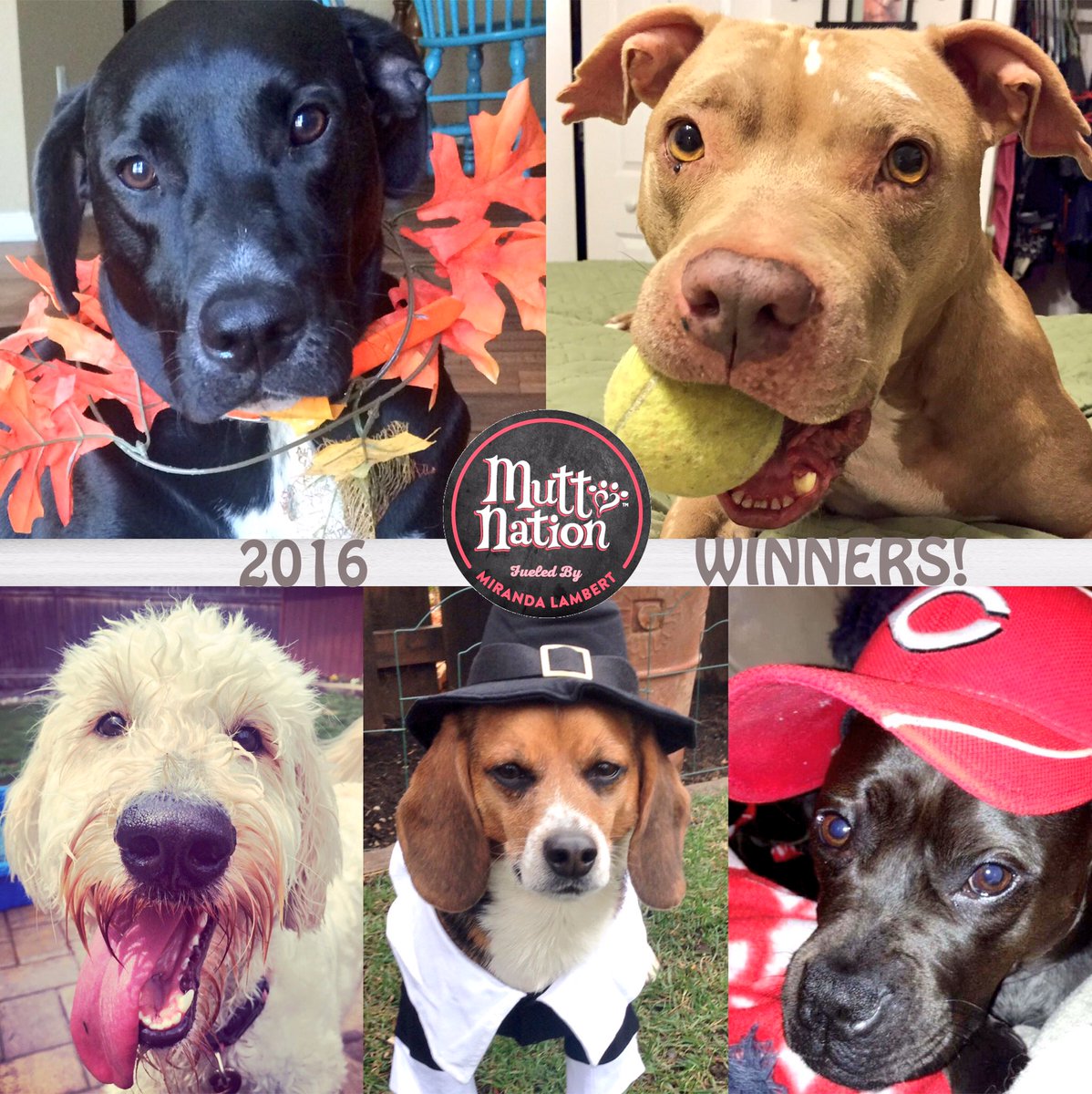 TheTyBentliShow's tweet photo. ❤️❤️ Congrats to all our #Muttsgiving2016 winners -Freya, Dudley, Maxwell, Brinkly & Bailey! Thanks to everyone that sent in pix & stories! https://t.co/lnLi5UBVz4