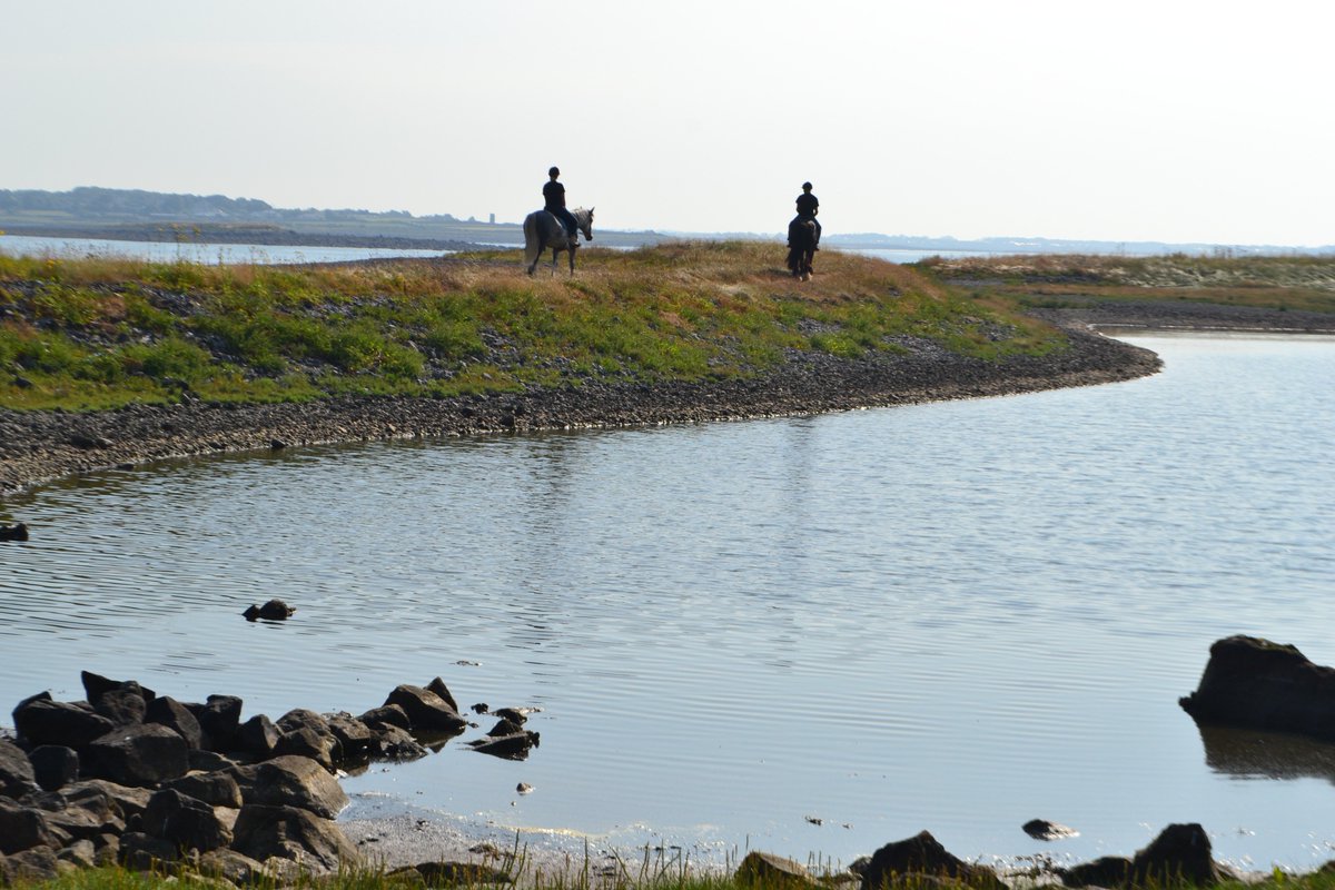 JTEquestrian's tweet photo. #Horseriding #Vacations #Ireland coopershillequine@gmail.com #horsehour #galwayhour #irelandhour #loveirishhorses #travel #destination https://t.co/tteSUWETwH