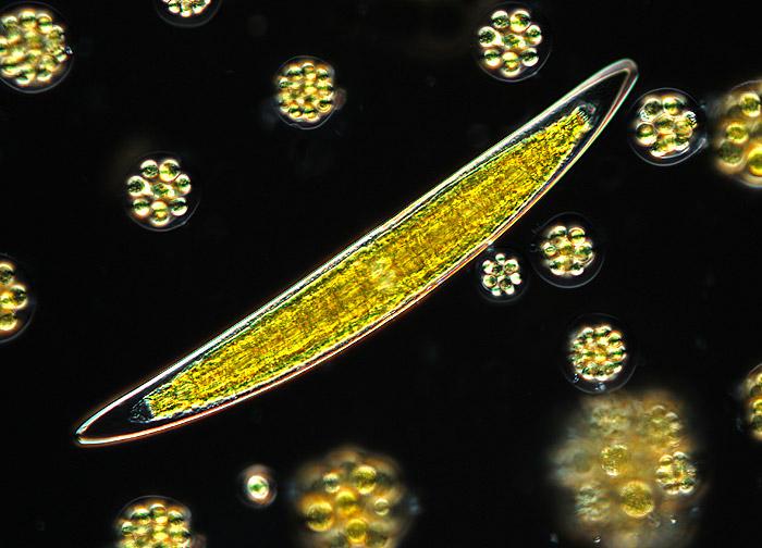 Evident_LS's tweet image. #Microfact: Nomarski contrast #microscopy is used to illuminate otherwise invisible features of a specimen. Photo credit: Dr. Petr Znachor