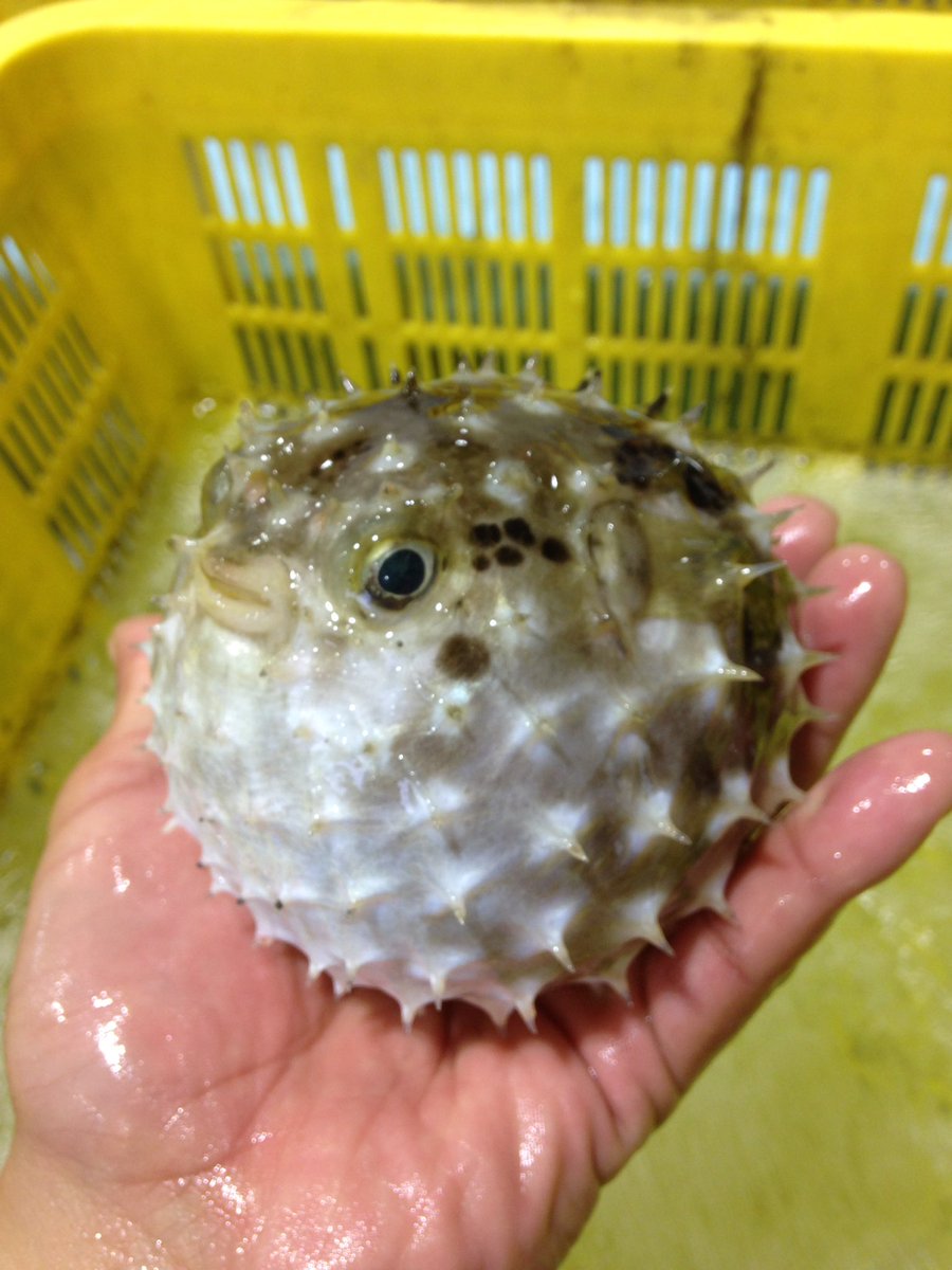 長井町漁協 今日の珍客はハリセンボンかな 棘が短くまん丸でとっても可愛いフグでした