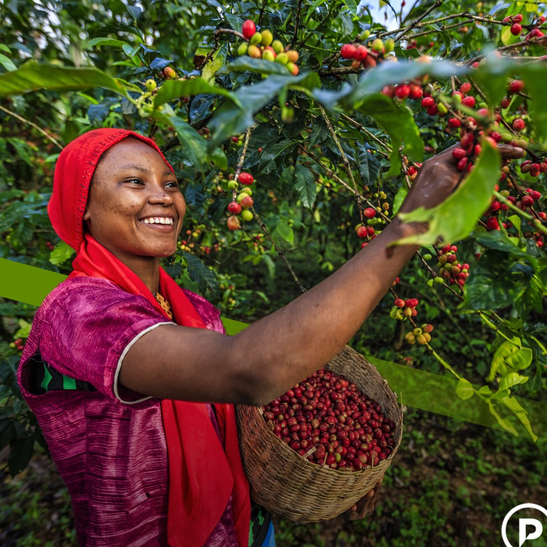 paradigmproject's tweet image. We create jobs by building sustainable businesses in developing countries.
theparadigmproject.org