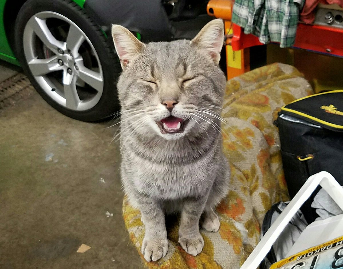 _brookenicole14's tweet photo. My cats are photogenic AF https://t.co/JCZVO1rUpZ