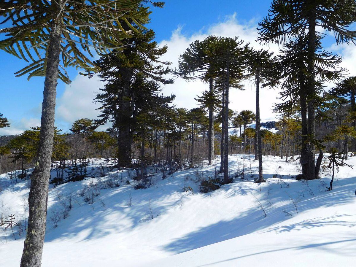 conaf_minagri's tweet photo. Hoy cumplió 76 años el Parque Nacional Villarrica, zona de protección del bosque caducifolio mixto de los Andes. +en https://t.co/zEx8INdcCu https://t.co/YR9C8DDIHT