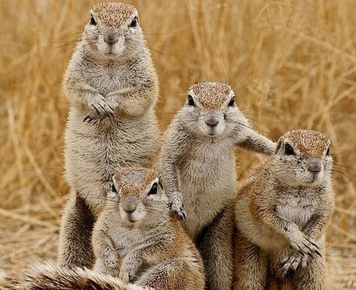 FunAnimalVideo5's tweet image. The Family Portrait! #Funny #Animal #FunnyAnimals #PrairieDogs #Cute #LOL #Laugh #Family #Pictures #Photos #Portrait
FunAnimalVideos.com