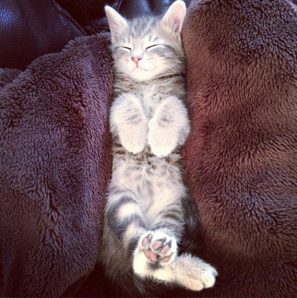 FunAnimalVideo5's tweet image. A Comfortable Spot! #Cat #Kitten #Cute #Funny #Sweet #LOL #CuteKitten
#FunnyKitten #SweetKitten #Innocent #Eyes
FunAnimalVideos.com