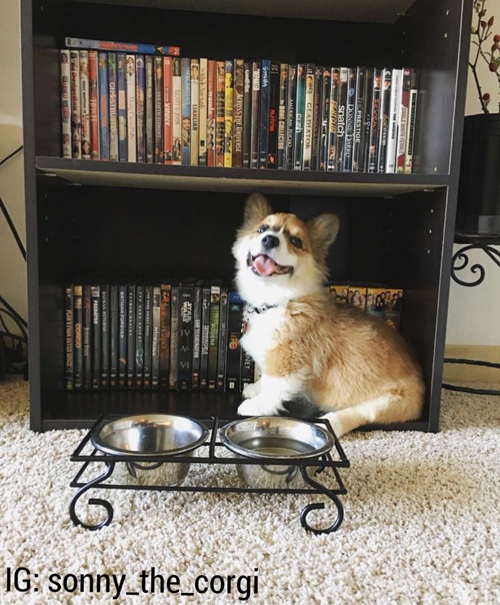 dog_rates's tweet photo. Meet Sonny. He's an in-home movie critic. That is his collection. He's very proud of it. 12/10 https://t.co/yPbCALoy2n