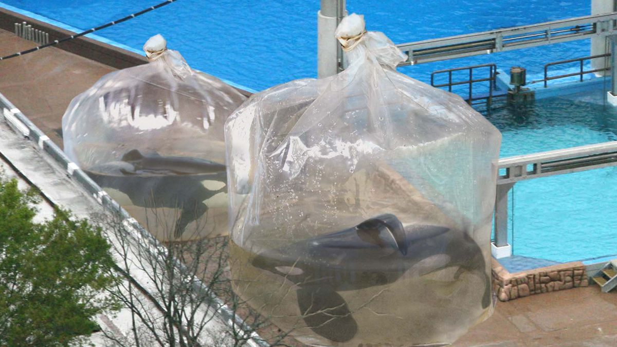 TheOnion's tweet photo. SeaWorld Employees Place Orcas In Plastic Bags Of Water While Cleaning Tanks https://t.co/aPgWjQgvCJ https://t.co/FdYjM3Razg
