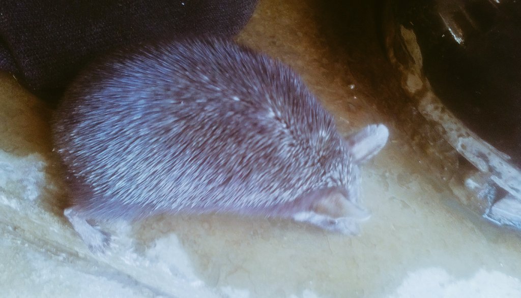 nadeemmirbahar's tweet photo. Hedgehog rushd in my vilge home in search f food.  Due to Disappearing Forests &amp; ecosystem degradation Species highly threatened in #Sindh https://t.co/15vYMiwep3