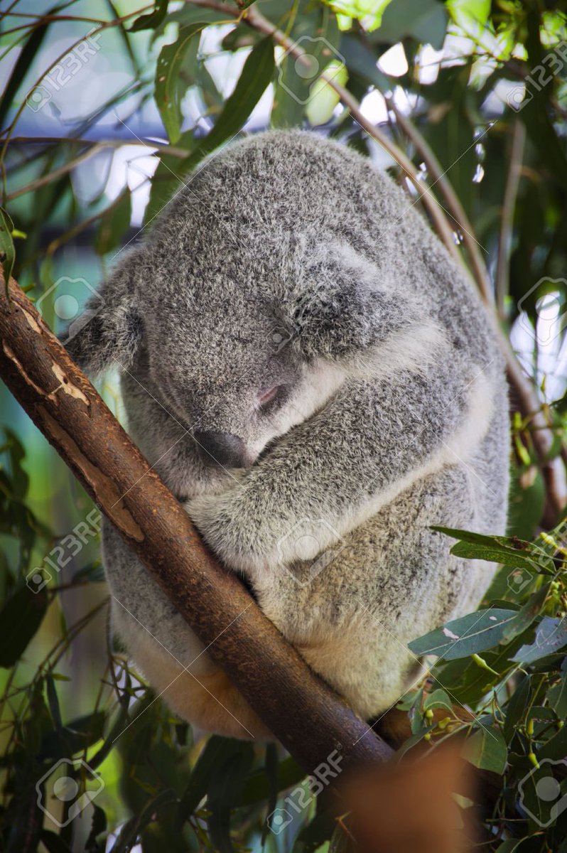 Goodnight world! #koalaout