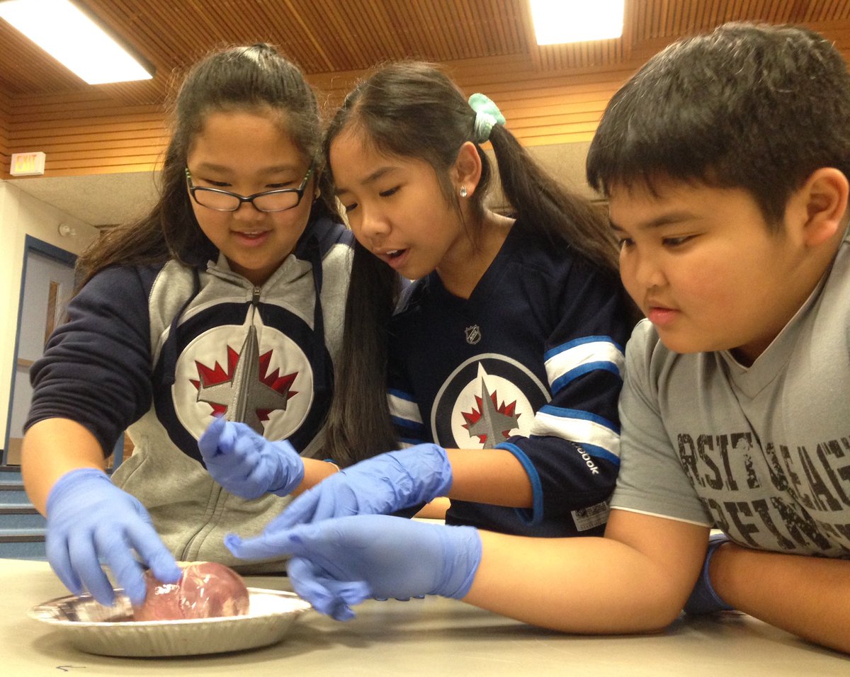wendylgroot2's tweet photo. Dissecting and exploring the anatomy of a pig's heart with Alex @WISE_KidNetic @tyndallparkWSD @wendylgroot https://t.co/2xSO4WTOMJ