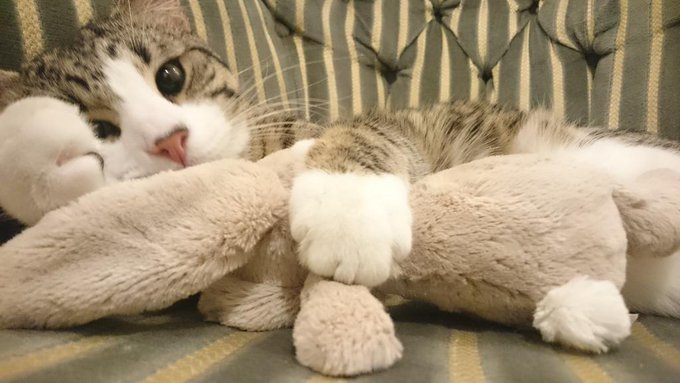 View image on Twitter View image on Twitter