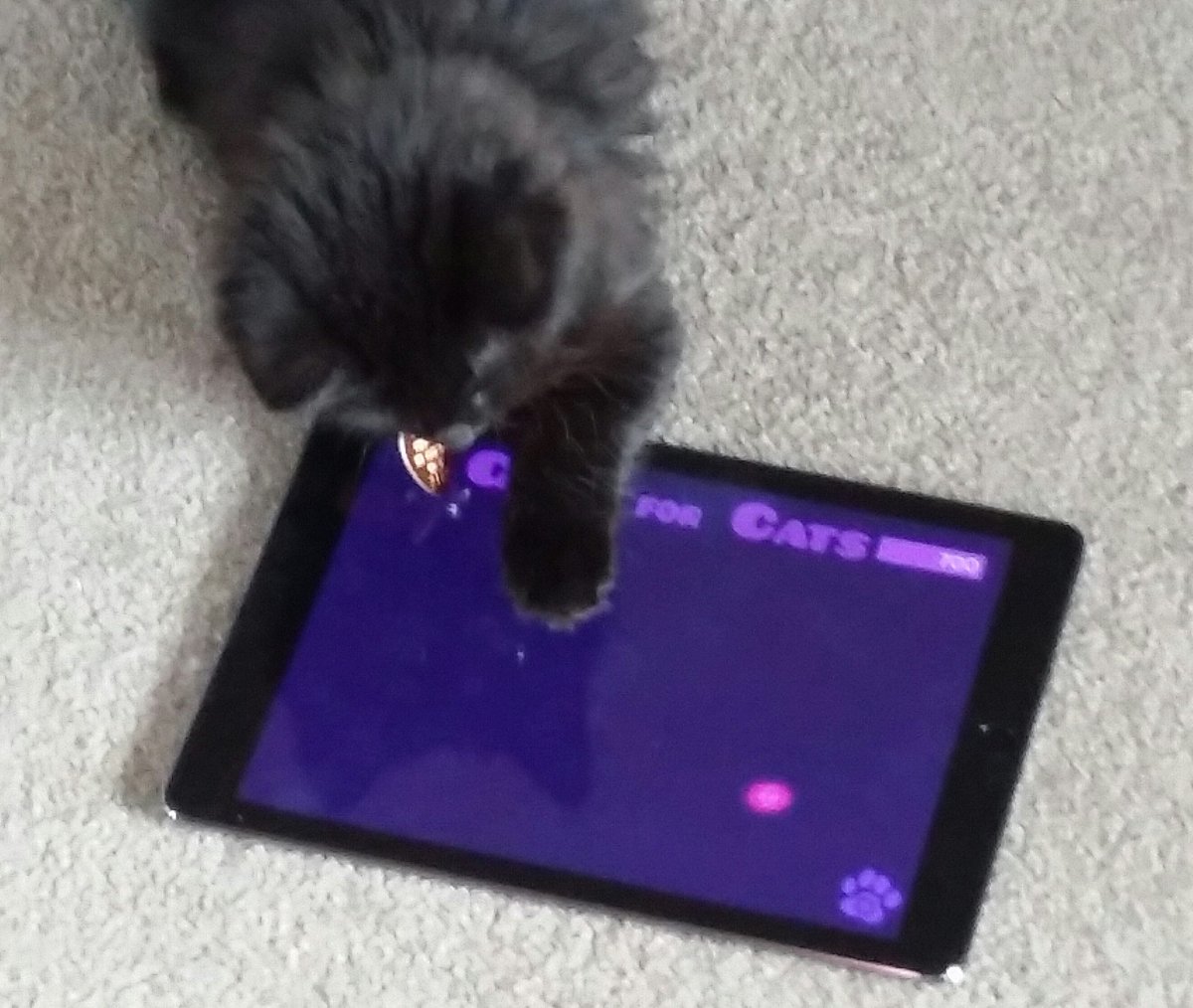 Makilumi's tweet photo. Ipad training. #luckyblackcat #gameforcats she's pretty good at it! https://t.co/g6NpkWE9om