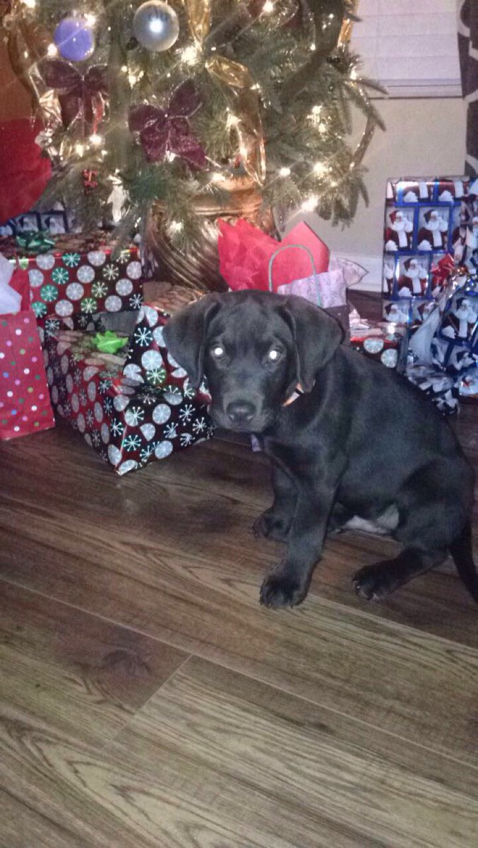 john52huff's tweet photo. My boy Steel is ready for his first Christmas https://t.co/OUZb3Ju4GM