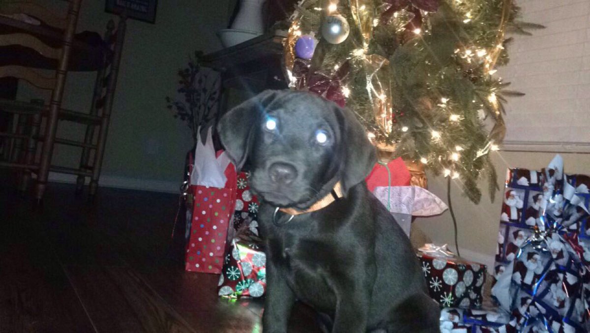 john52huff's tweet photo. My boy Steel is ready for his first Christmas https://t.co/OUZb3Ju4GM