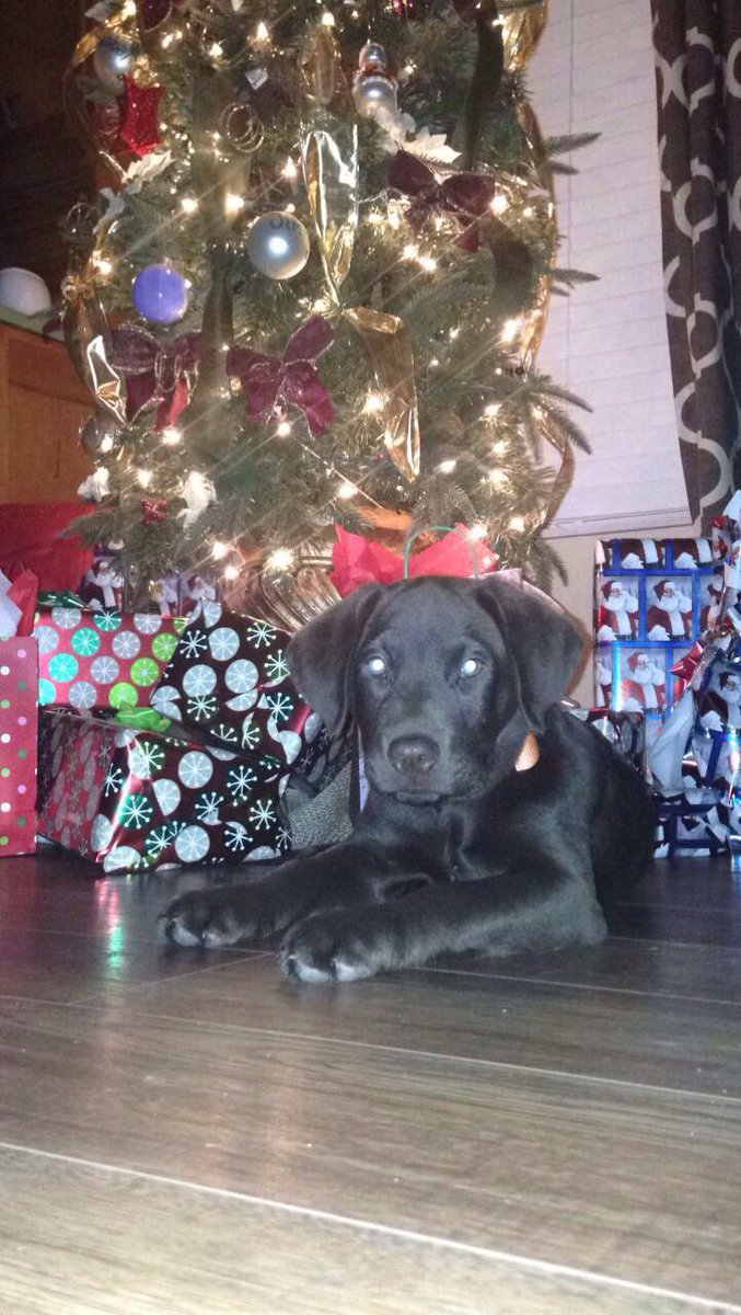 john52huff's tweet photo. My boy Steel is ready for his first Christmas https://t.co/OUZb3Ju4GM